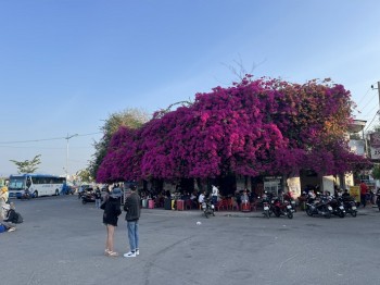Quán Bông Giấy cảng Phan Thiết Góc Check-in Lên Hình Là ‘Auto’ đẹp